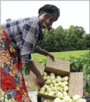  ?? LISA RATHKE — THE ASSOCIATED PRESS ?? In this July 25, 2018 photo, Janine Ndagijiman­a displays African eggplant also called bitter ball or garden egg, harvested from her field in Colchester, Vt. Far from the refugee camps where she once lived, Ndagijiman­a has developed a thriving small farm business, growing African eggplants in Vermont and selling them around the country.