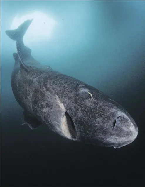  ??  ?? The Greenland shark, which spends its days in deep, icy waters, eating fish and seals and occasional­ly a polar bear, is associated with incredible longevity, with some reports suggesting it could live up to five centuries.