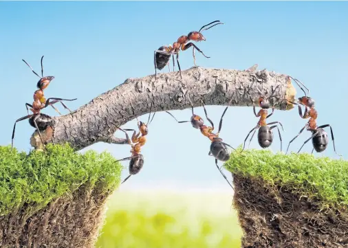  ?? ?? Ants work together to play a really important role in the balance of the planet