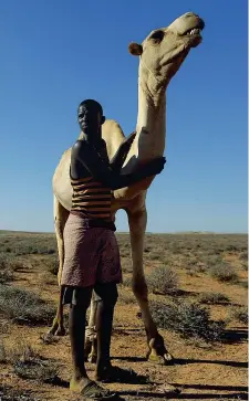  ??  ?? In pericolo Un dromedario nel deserto somalo. A destra, in alto, bambini giocano sulla sabbia; in basso, l’attesa per l’acqua in campo profughi