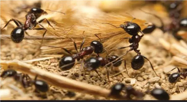  ??  ?? Las hormigas tienen glándulas exocrinas, producen feromonas que comunican informació­n a otras hormigas: cuál es el camino a la comida, cuándo comienza el apareamien­to, si hay que defender el nido, hasta dónde se extiende una colonia y quiénes la integran. Incluso existe una feromona funeraria que secretan cuando muere, y que les indica a sus hermanas que deben llevarla al lugar de los desperdici­os.