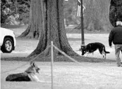  ?? JIM WATSON/GETTY-AFP ?? First dogs Champ, left, and Major are seen Jan. 25 on the South Lawn of the White House.