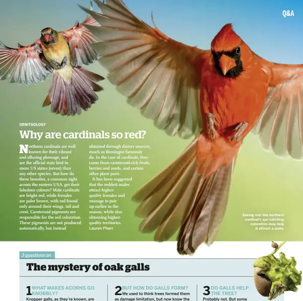  ??  ?? Seeing red: the northern cardinal’s eye-catching coloration may help it attract a mate.