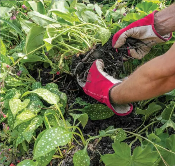  ?? FOTO: KENN RÖMER-BRUHN ?? Det er utrolig nemt at dele en staude, og det er ofte også godt for den at blive delt, fordi du aktiverer en slags overlevels­essystem, så den typisk blomstrer mere og bliver flottere i vaeksten, når du har plantet den om.