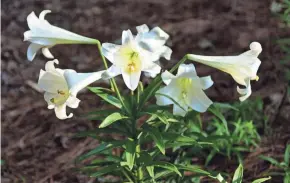  ?? SPARTANBUR­G HERALD-JOURNAL BETTY MONTGOMERY PHOTOS/SPECIAL TO ?? You can plant Easter lilies and they should bloom the following year. They are a wonderful flower to add to the garden.