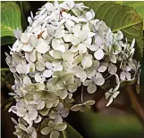  ??  ?? Mophead marvel: A hydrangea in Devon