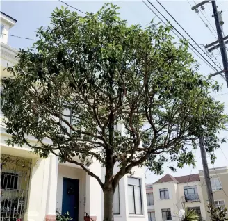  ??  ?? CUT WITH CARE: This tree on the street in San Francisco has just been pruned. Despite losing one-quarter of its branches, it retained its rounded shape and has not lost its beauty.