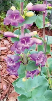  ??  ?? This showy beardtonge has bright purple petals.