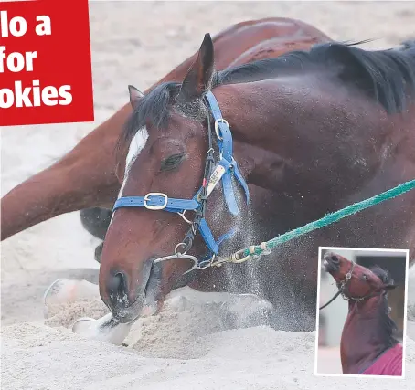  ?? Pictures: AAP ?? ON A ROLL: Melbourne Cup hopes Nakeeta and Johannes Vermeer (inset) were in good spirits at Werribee yesterday.