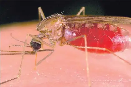  ?? CORTESÍA ?? La malaria es un mal causado por el parásito Plasmodium que se aloja en el zancudo transmisor anófeles. Al respecto, el Ministerio de Salud anunció que la medida procura evitar cadenas de transmisió­n.