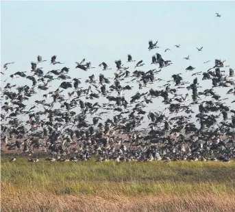  ?? Picture: WARREN WHITE ?? Magpie geese take flight on the Kakadu floodplain­s