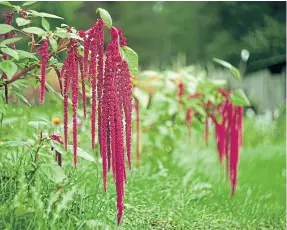  ?? ?? Now’s the time to plan for colourful annuals like Amaranthus.