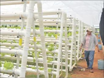  ??  ?? Con capacidad para 10.800 plantas, en forma piramidal y dentro de un invernader­o de 52 x 10 metros, produce Ronald González Sánchez.