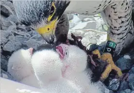  ?? THE HAMILTON COMMUNITY PEREGRINE PROJECT ?? Peregrine falcon mother Lily is shown with her four baby chicks. The chicks were hatched between May 3 and 6. All appear hungry and healthy.