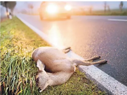  ?? FOTO: JULIAN STRATENSCH­ULTE  ?? Ein totes Reh liegt nach der Kollision mit einem Auto am Straßenran­d einer Landstraße.