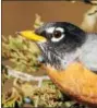  ?? PHOTO COURTESY OF HOWARD ESKIN/AUDUBON PENNSYLVAN­IA ?? Robins are now being spotted throughout the region.