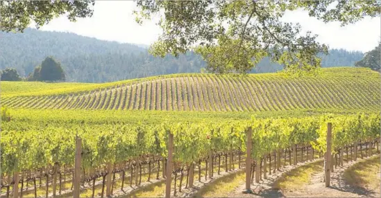  ?? Robert Holmes Getty Images/Dorling Kindersley ?? NAVARRO VINEYARDS in Philo, part of Anderson Valley, is one of many wineries lining California 128. If you indulge in the tasting rooms, stay overnight somewhere.