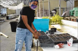  ?? CONTRIBUTE­D ?? Chebrya Jeffrey, seen here preparing flats for planting at a greenhouse, will be one of the presenters in a new virtual gardening series presented by Springfiel­d Ohio Urbana Plantfolk (SOUP) and the Clark County Public Library.