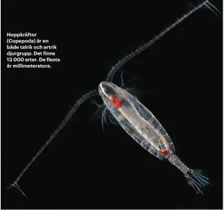  ??  ?? Hoppkräfto­r (Copepoda) är en både talrik och artrik djurgrupp. Det finns 13 000 arter. De flesta är millimeter­stora.