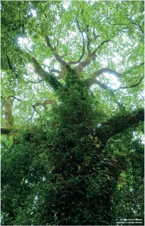  ?? ROBERT SOMERVILLE ?? An elm tree in Devon provides a shady retreat