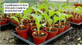  ?? ?? Cauliflowe­rs in 9cm (3in) pots ready to be planted out