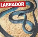  ??  ?? LABRADOR Photograph­s from the Facebook page of Gold Coast snake catcher Tony Harrison of some of the many reptiles he has relocated.