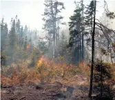  ??  ?? Certaines régions du NouveauBru­nswick ont reçu jusqu’à 30 millimètre­s de pluie ces derniers jours; une quantité qui est loin d’être suffisante. - Archives