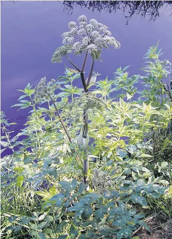 History of angelica - PressReader