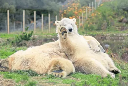  ?? PA. ?? Paws for thought: Hamish, front, and his mother have raised awareness of threats to wildlife.