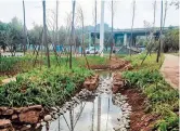  ?? ?? A creek with a sloped bank under the Puji Flyover urban wetland. — Ti Gong