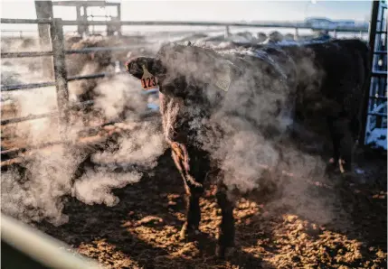  ?? Photos by David Goldman/associated Press ?? Beef is king in Texas, but cattle produce about 220 pounds of methane every year, 80 times more harmful than carbon dioxide, the main greenhouse gas spewed out by vehicles.