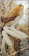  ??  ?? NATI HARNIK/The Associated Press Unharveste­d corn stands
in Iowa on Thursday.