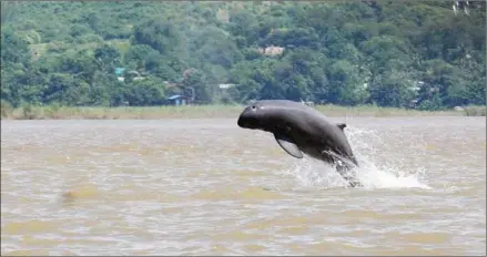  ?? WILDLIFE CONSERVATI­ON SOCIETY/AFP ?? An Irrawaddy dolphin jumps in the Irrawaddy River near Mandalay on November 23.