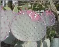  ??  ?? A white scale insect called cochineal sucks the color out of prickly pear leaves for rapid and permanent damage. (Maureen Gilmer/TNS)