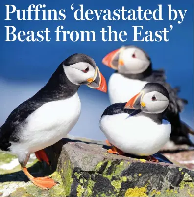  ??  ?? Survivors: But many puffins in Northumber­land have succumbed to the harsh conditions