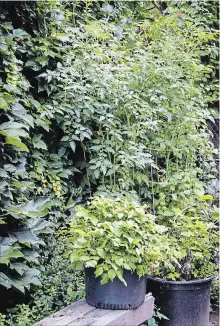  ??  ?? Large tree buckets are recycled and filled with raspberry and tomato plants.