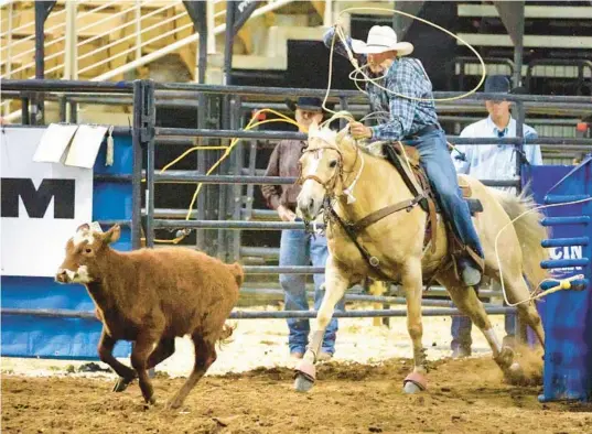  ?? JOE BURBANK/ORLANDO SENTINEL ?? Contestant­s in the team roping competitio­n chase after a calf during the 144th Silver Spurs Rodeo at Silver Spurs Arena in 2020. The 150th Silver Spurs Rodeo is Feb. 17-19 in Kissimmee.