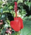  ?? Patty Reid ?? Turk’s cap does well in the shade.