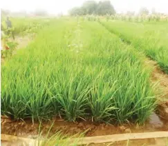  ??  ?? A farmland at Ruggar Yamma