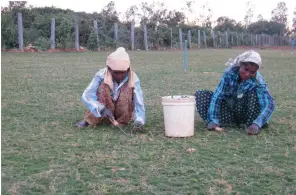  ??  ?? Farmers in Bengaluru are using human excreta as manure to grow high-quality grass