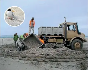  ??  ?? Crushed shell is unloaded from a NZ Defence Force Unimog to build a nesting mound at Papakanui Spit. Inset: A fairy tern with its chick.