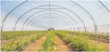  ??  ?? The intensive
6.2ha horticultu­ral venture; berries are grown under
10,000sq m of framed canopies, plus about 8000sq m of netting.