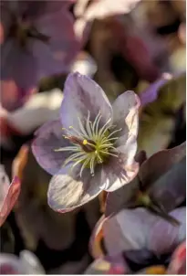  ??  ?? Subtly shaded Helleborus x ericsmithi­i ‘Winter Moonbeam’.