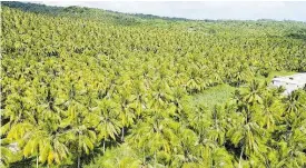  ?? CONTRIBUTE­D ?? One of Jamaica’s productive coconut farms.