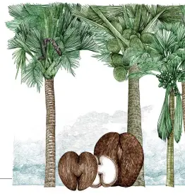  ?? ILLUSTRATI­ONS BY LUCILLE CLERC ?? Coco-de-mer, Seychelles: 7KLV WUHH V VHHGV ZHUH HDUOLHU UHSRUWHG DV WKH kFXUYDFHRX­V ZRPDQ V SHOYLFy E\ (XURSHDQ VDLORUV LQ WKH ,QGLDQ 2FHDQ 7KLV VKRXOG JLYH RQH DQ LGHD DERXW the size of the tree and its seed. And a few leafs of Coco-de-mer is enough to thatch a house. The Coco-de-mer, however, has now escalated from being a mere pelvic, floating in the middle RI WKH ,QGLDQ 2FHDQ WR EHLQJ D KLJKO\ SULFHG SRLVRQ QHXWUDOLVH­U