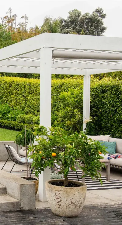  ??  ?? PREVIOUS PAGE Geoff and Dianne entertain friends Kevin and Samantha beneath their elegant pergola while Mushi the cat watches on. The chairs on the left are from BoConcept. THIS PAGE A sloping lawn has been replaced with a terraced garden, its clipped hedges creating a private, green sanctuary. Adam suggested planting the red-leaved forest pansy as a vibrant focal point.