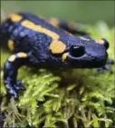  ?? ASSOCIATED PRESS FILE PHOTO ?? Europe’s salamander­s could be decimated by an alien invader, scientists say.