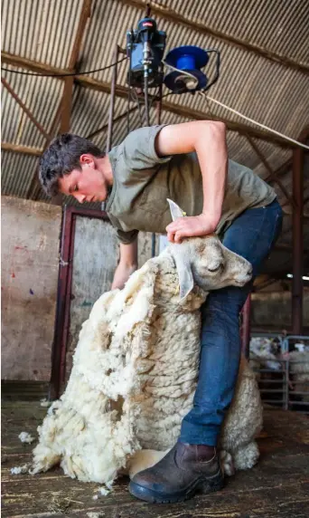  ??  ?? Edward Cahill pictured during a day’s shearing outside Dunlavin, Co Wicklow last week. He was working alongside his uncle John Corrigan and local contractor Joey Walsh.