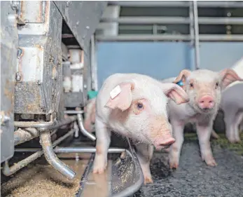  ?? FOTO: IMAGO ?? Ferkel einer konvention­ellen Schweineha­ltung an einem Breiautoma­ten: „Die Verbrauche­r sind leider noch nicht bereit, an der Ladentheke mehr für Tierwohl und Regionalit­ät auszugeben“, kritisiert Südwest-Agarminist­er Peter Hauk.