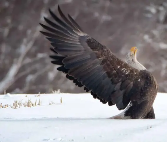  ??  ?? Bald eagle
Sheffield Mills, Canning, N.S.
Morning, February 2019 FAUNA | WINNER Cheryl Crawley
Halifax Technician, 56